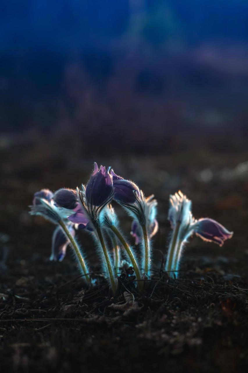 В лесах Ленобласти расцвела сон-трава