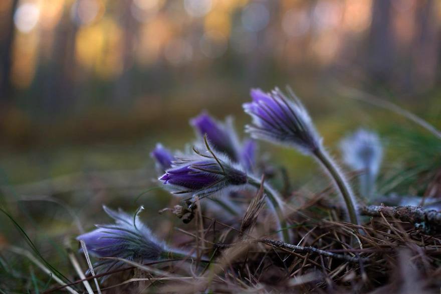 В лесах Ленобласти расцвела сон-трава