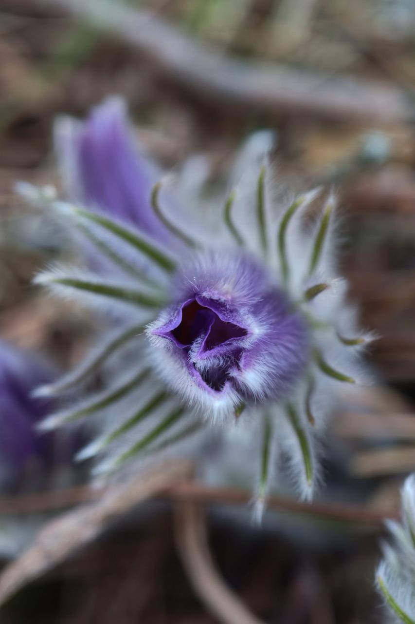 В лесах Ленобласти расцвела сон-трава