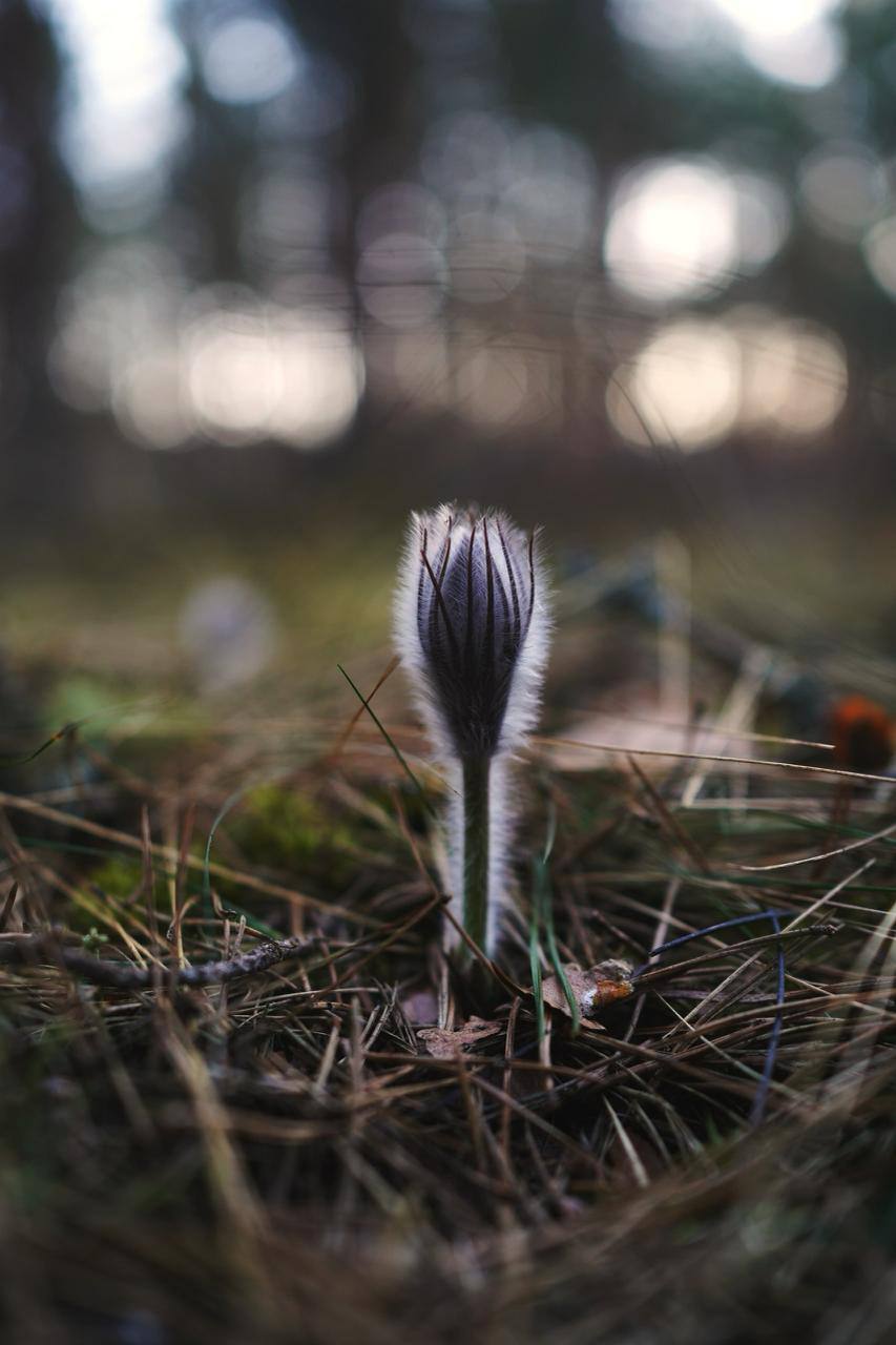 В лесах Ленобласти расцвела сон-трава