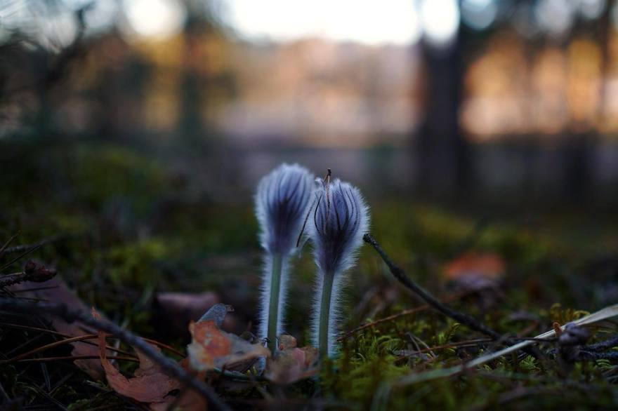 В лесах Ленобласти расцвела сон-трава