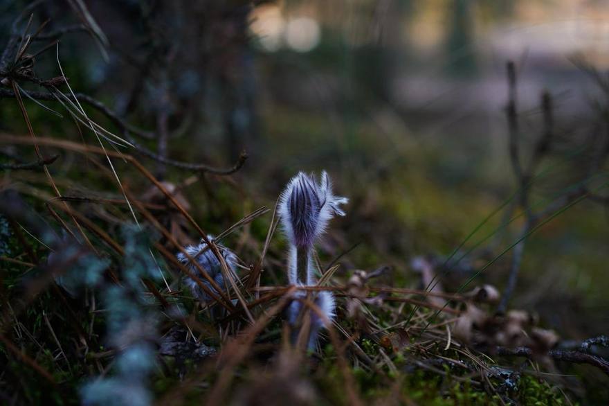 В лесах Ленобласти расцвела сон-трава