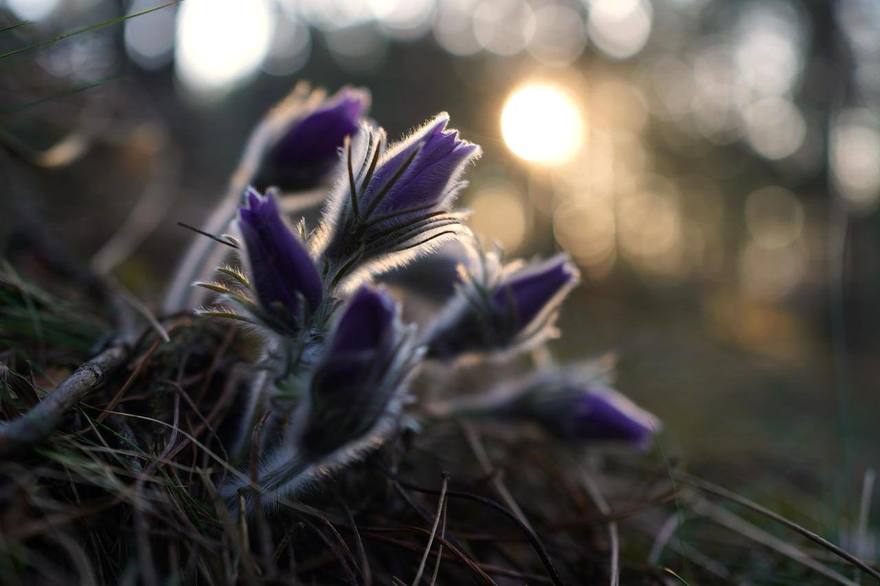 В лесах Ленобласти расцвела сон-трава