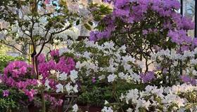 Восхитительная азалия расцвела в Ботсаду Петра Великого.