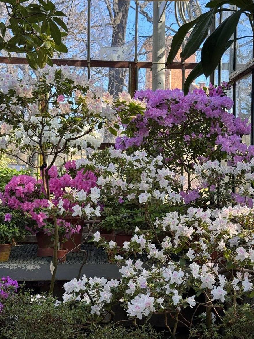 Восхитительная азалия расцвела в Ботсаду Петра Великого.