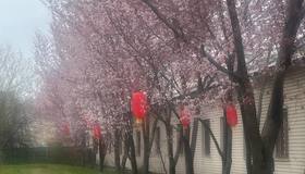 Ловите секретный адрес с цветущей сакурой: Московский проспект, 189