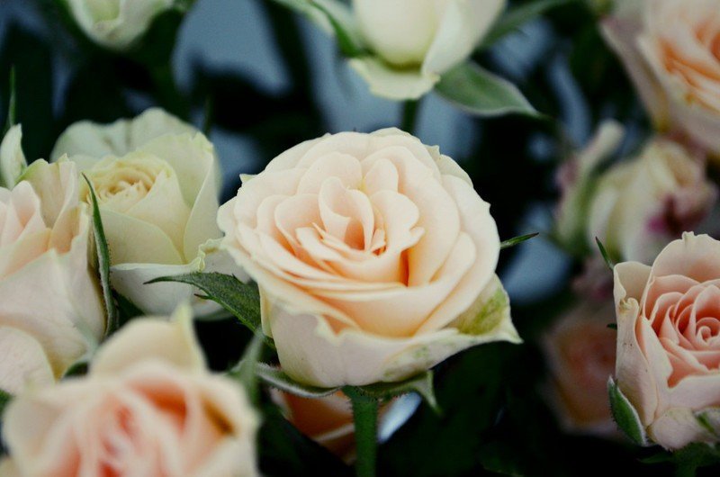 Цветочный праздник «Очарование роз» 