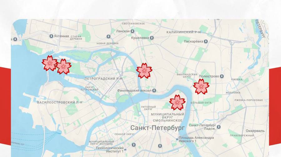 Сакура зацветает в Петербурге.