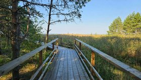 Самые интересные экотропы Петербурга и Ленобласти