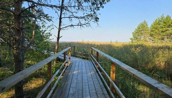 Самые интересные экотропы Петербурга и Ленобласти