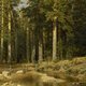 Выставка «Иван Шишкин. Русский лес» 