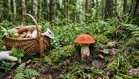 В Ленобласти пошли первые подосиновики 