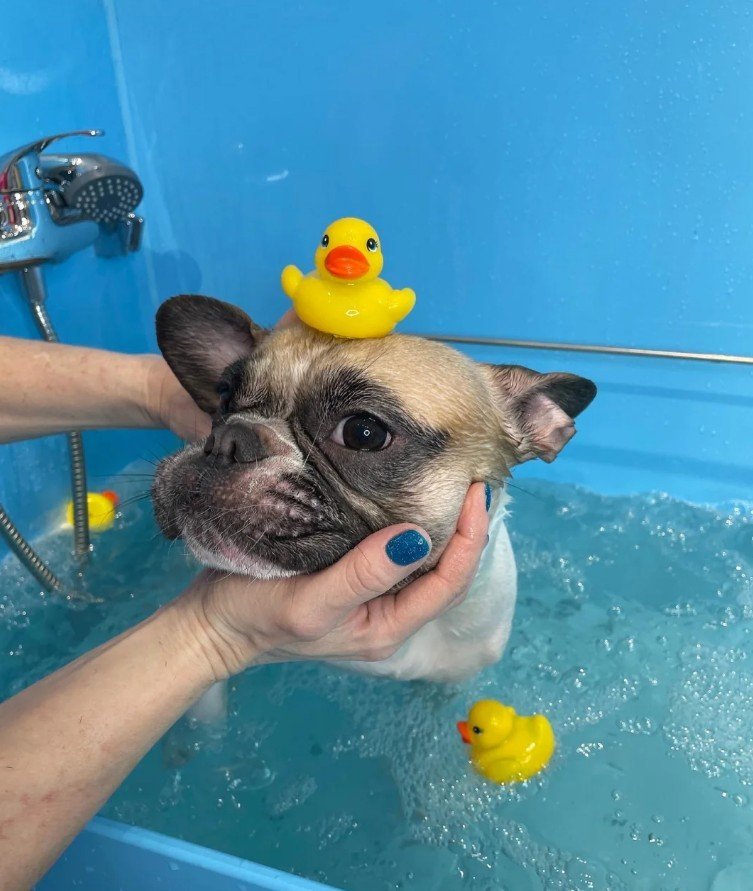 Doggo