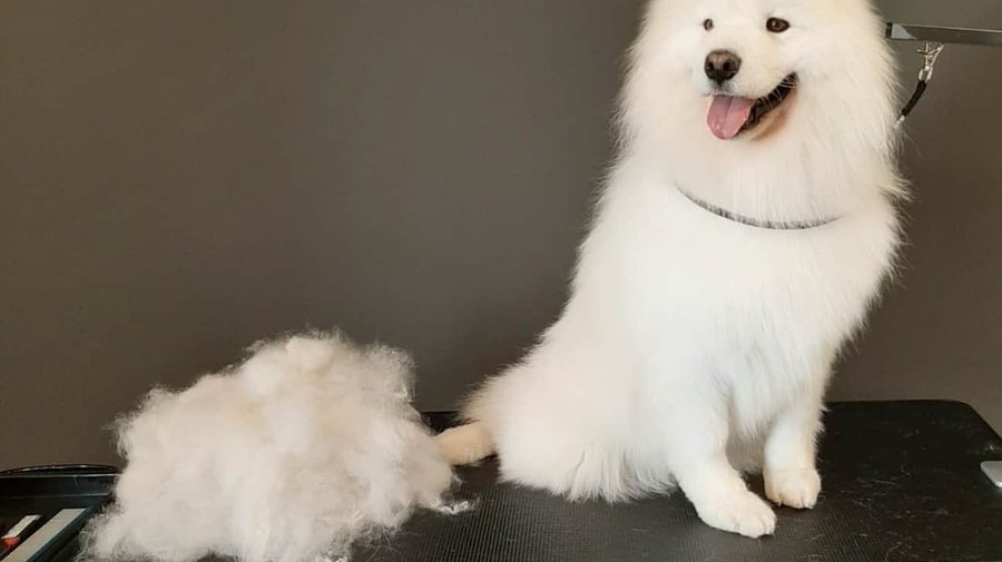 Barberpet