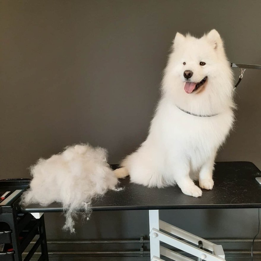 Barberpet
