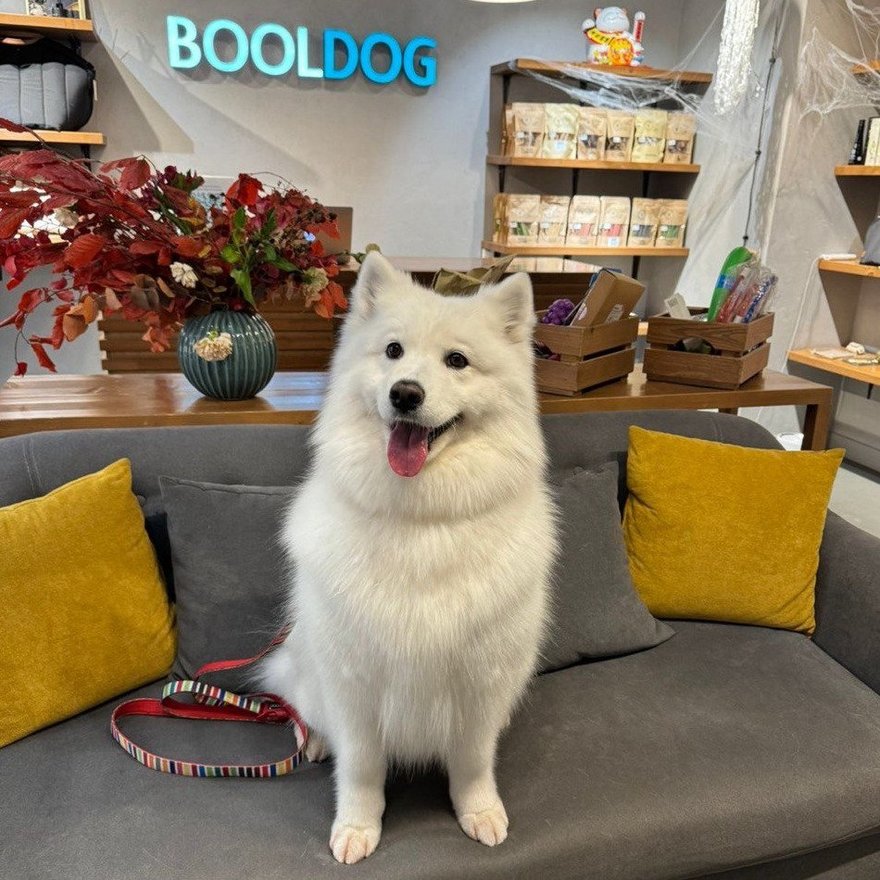 Bool Dog