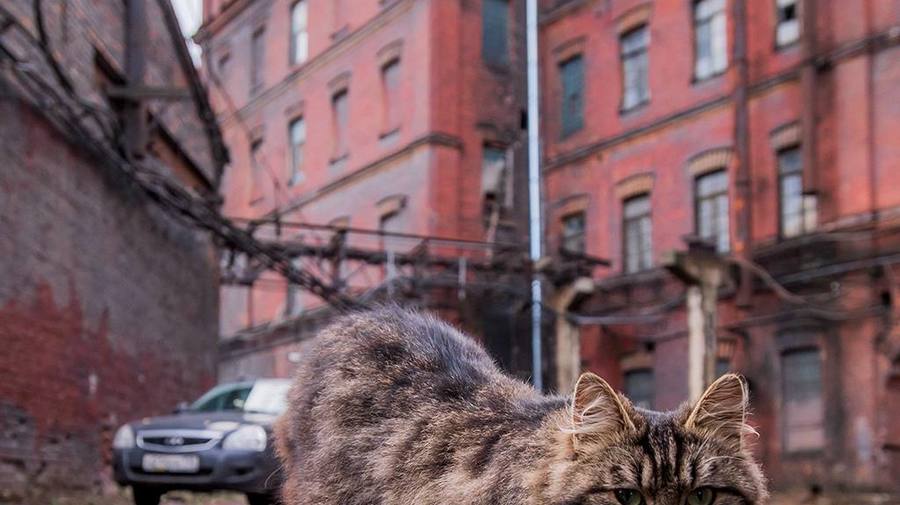 В Петербурге резко выросла средняя зарплата — теперь это 128 509 рублей, подсчитал Петростат.
