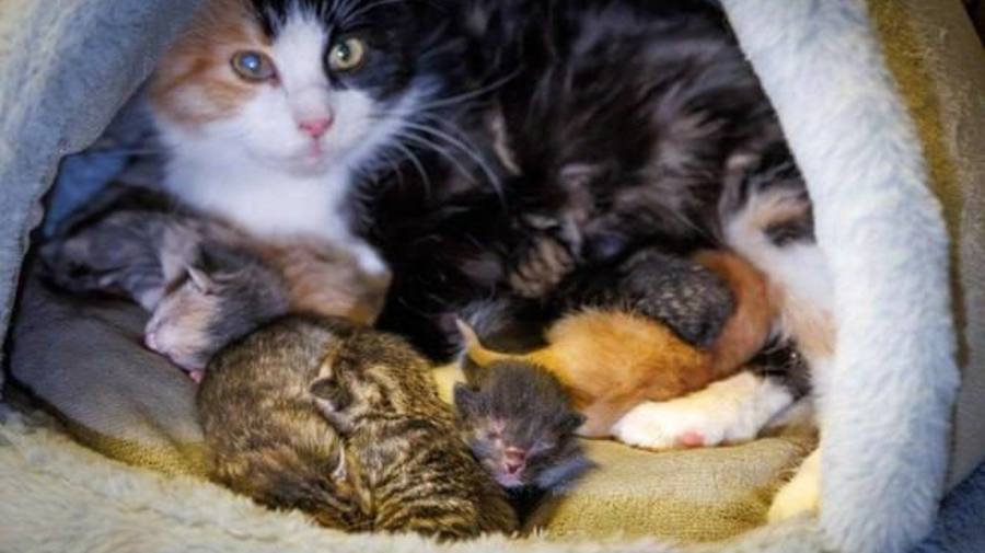 В Эрмитаже пополнение: кошка Графиня родила 6 котят