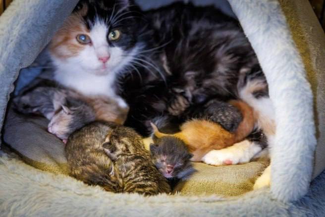 В Эрмитаже пополнение: кошка Графиня родила 6 котят