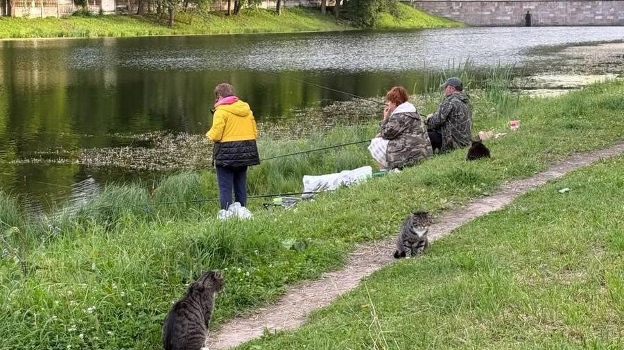 В Царском Селе усатые инспекторы перешли на усиленный режим и установили круглосуточный пост прямо у удочек местных рыбаков.