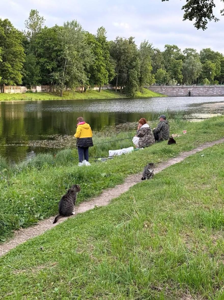 В Царском Селе усатые инспекторы перешли на усиленный режим и установили круглосуточный пост прямо у удочек местных рыбаков.