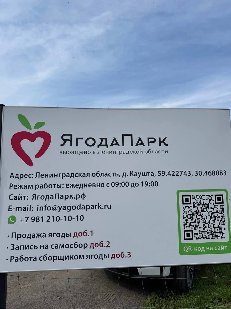 Как съездить на ягодный самосбор под Гатчиной и привезти урожай прямо с грядок