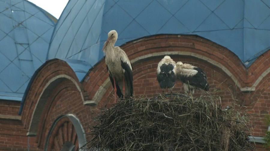 В посёлке Рождествено под Гатчиной папе-аисту потребовался срочный «минутчик тишины»