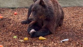 Два бурых медведя из Ленобласти переехали в ирландский заповедник «Wild Ireland»
