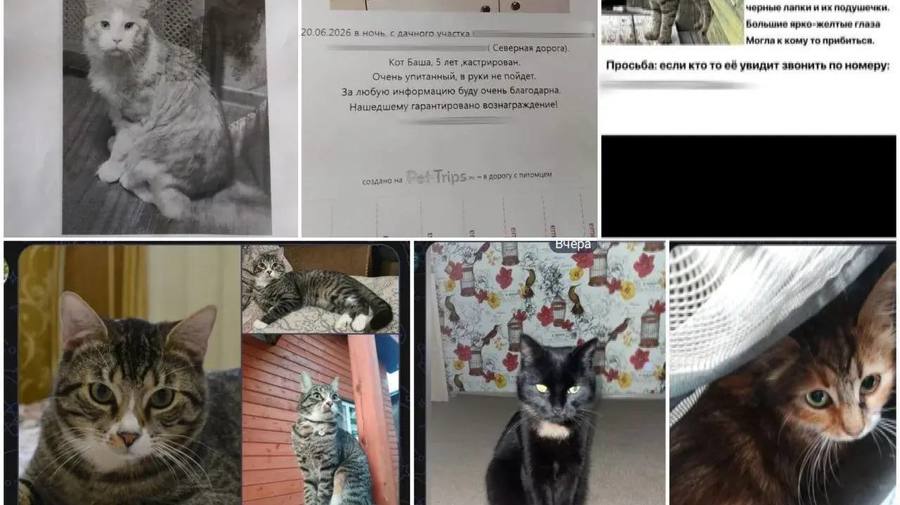 Жуткая история из СНТ «Мшинская» под СПб: в массиве один за другим бесследно исчезают десятки домашних питомцев. 