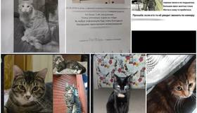 Жуткая история из СНТ «Мшинская» под СПб: в массиве один за другим бесследно исчезают десятки домашних питомцев. 