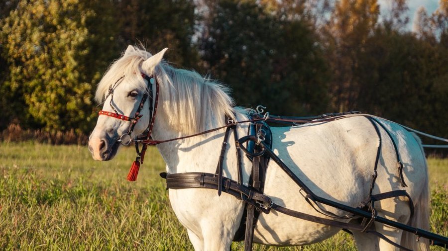 Конный клуб Western Horse