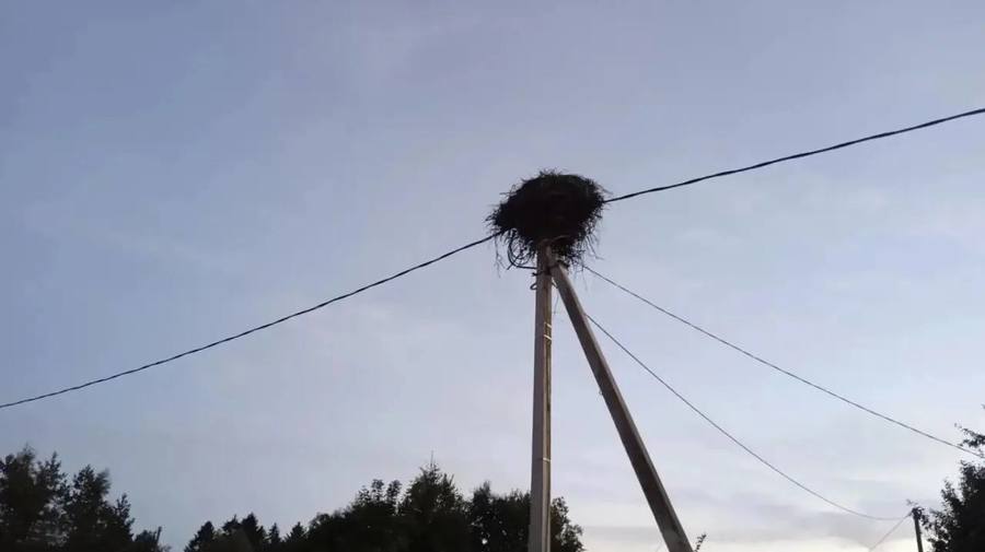 В Ленобласти пожарные спасли аиста с повреждённой лапой