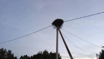 В Ленобласти пожарные спасли аиста с повреждённой лапой
