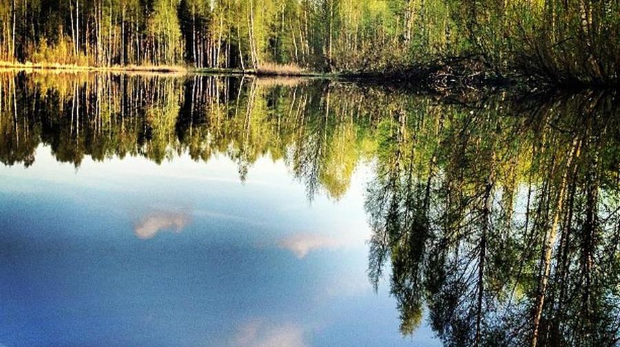 Парк «Сосновка»