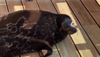 Крошик выбрался из опасной зоны Финского залива — другим нерпам повезло меньше