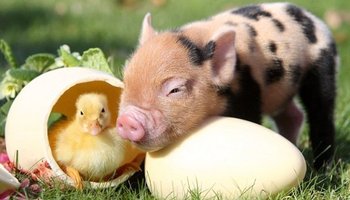 7 мест Суоми, где можно познакомиться с животными