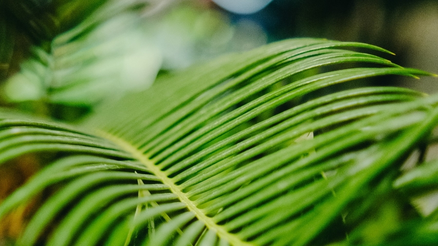 BOTANICAL EXPO