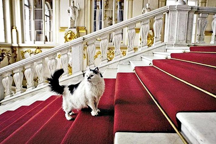 Эрмитажных котов можно забрать домой