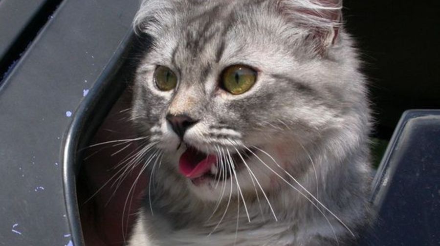 blogocats.ru