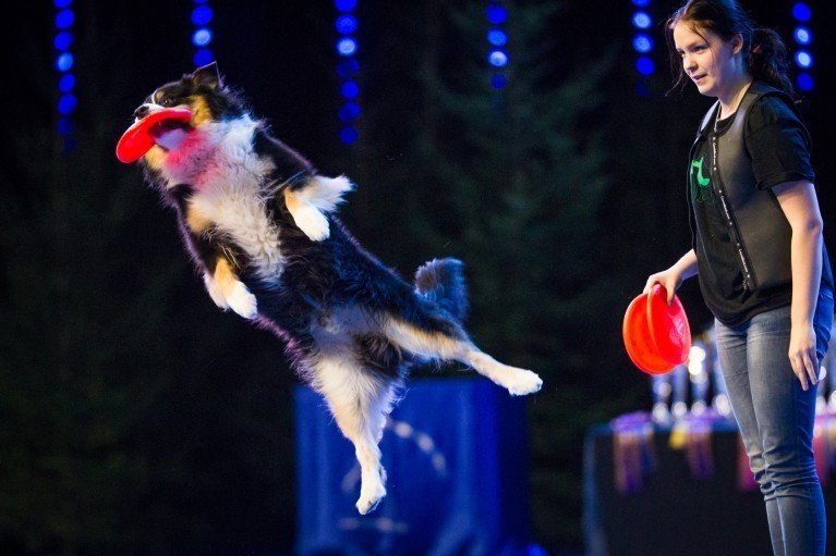FCI World Dog Show 2014