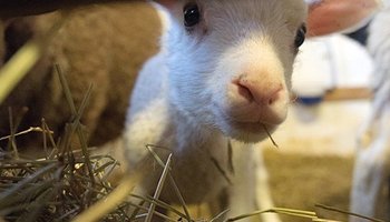 5 мест Хельсинки, где можно познакомиться с животными