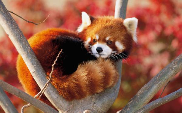 Красная панда и виртуальные животные появятся в Московском зоопарке
