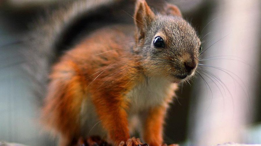 Ленинградский зоопарк собирает дары осеннего леса для обитателей