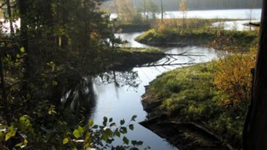 ecosystema.ru