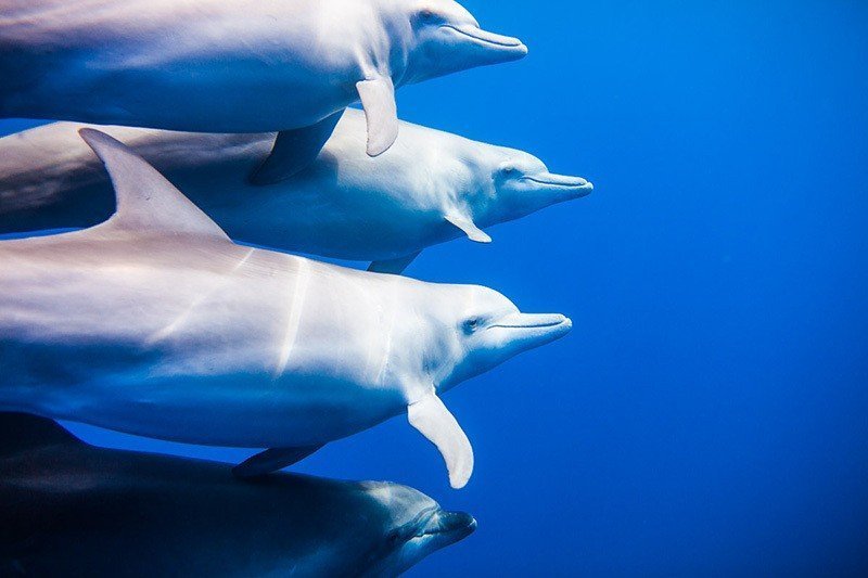 Фотовыставка «Маврикий – океан красок»