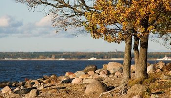 Надо знать: 8 старинных и знаменитых деревьев Петербурга