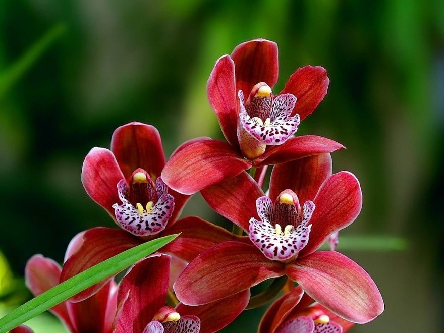 Фестиваль орхидей и бромелий «Осколки радуги»