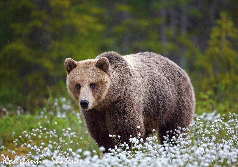 Выставка «По заповедным тропам»