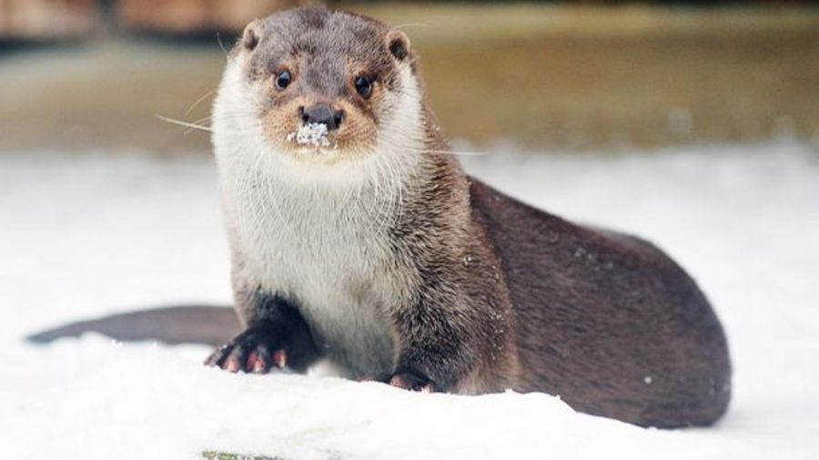 moscowzoo.ru