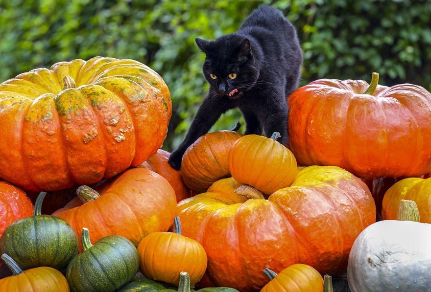 «Бал кота Бегемота» — выставка-раздача черных котов